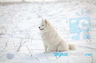 White Dog Samoyed Play On Snow Stock Photo