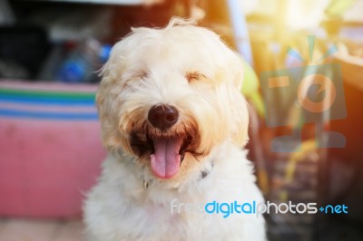 White Dog Smiles Stock Photo