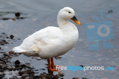 White Duck At Loch Insh Stock Photo