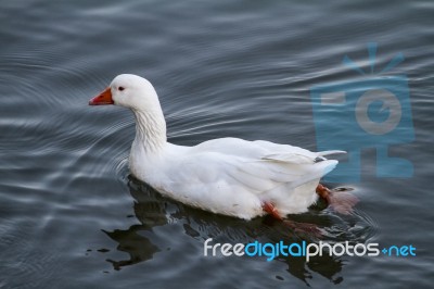 White Duck Swimming On A Pond Stock Photo