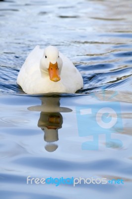 White Duck Swimming On A Pool Stock Photo