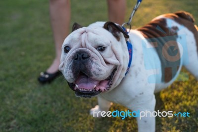 White English Bulldog Close Up Stock Photo