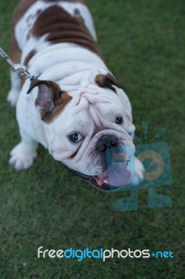 White English Bulldog Show Tongue Stock Photo