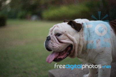 White English Bulldog Show Tongue Stock Photo