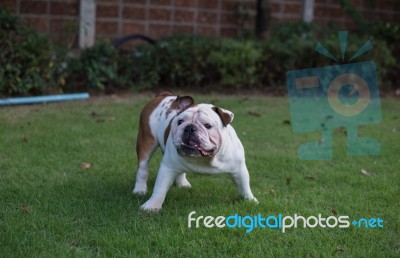 White English Bulldog Stand On The Grass And Threaten Stock Photo