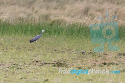 White-faced Heron (egretta Novaehollandiae) Stock Photo