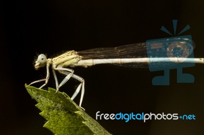 White Featherleg (platycnemis Latipes) Damselfly Insect Stock Photo