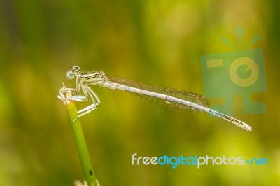 White Featherleg (platycnemis Latipes) Damselfly Insect Stock Photo