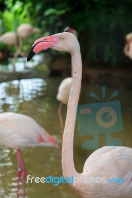 White Flamingo Pink Beak Stock Photo