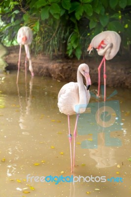 White Flamingo Pink Beak In Water Stock Photo