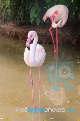 White Flamingo Pink Beak In Water Stock Photo