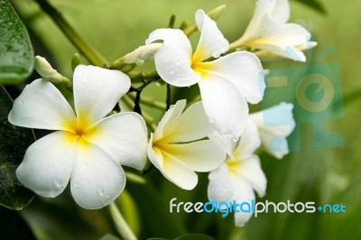 White Flower Stock Photo