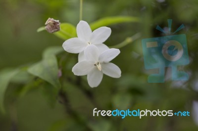 White Flower Stock Photo