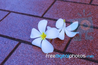 White Flower Stock Photo