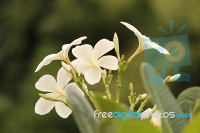 White Flower Bunch Stock Photo