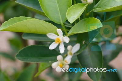 White Flower Closeup Detail Stock Photo