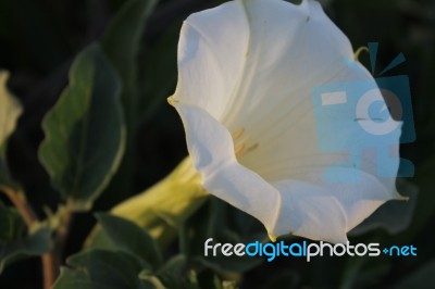 White Flower In The Garden Nice And Beautiful Stock Photo