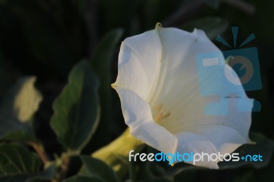 White Flower In The Garden Nice And Beautiful Stock Photo