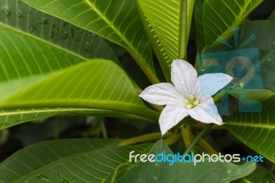 White Flower Of Coccinia Grandis On Fresh Green Leaf Of Plumeria… Stock Photo