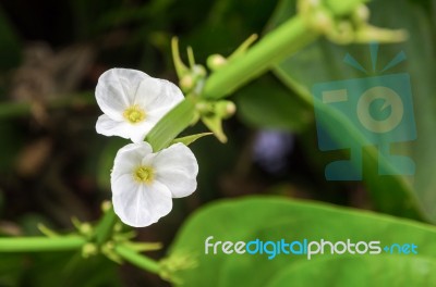 White Flower Of Creeping Burhead Stock Photo