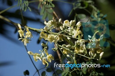 White Flower Of Horse Radish Tree Stock Photo