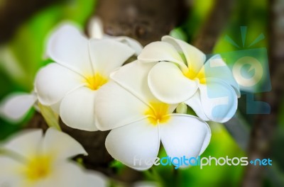 White Flower Of Plumeria Stock Photo