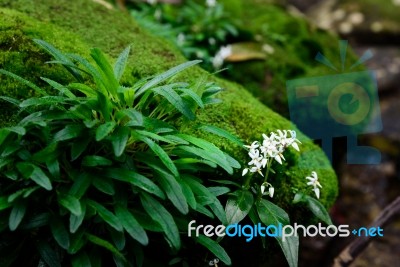 White Flower On Green Mos Stock Photo