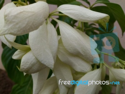 White Flower Plant Stock Photo