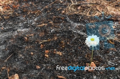 White Flower Survive On Ash Of Burnt Grass Stock Photo