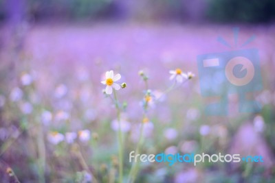 White Flowers Stock Photo