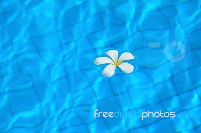 White Flowers And Pool Stock Photo