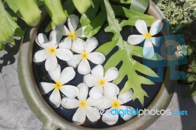 White Flowers Group On Water Bowl Stock Photo