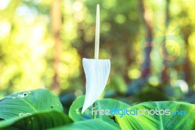 White Flowers In The Tropics And Beautiful Stock Photo