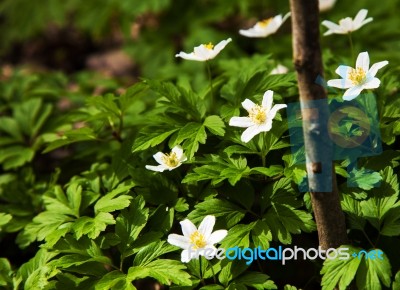 White Flowers In The Woods Stock Photo