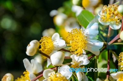 White Flowers Of Calophyllum Inophyllum Stock Photo