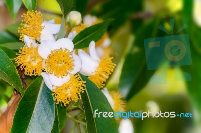 White Flowers Of Calophyllum Inophyllum Stock Photo