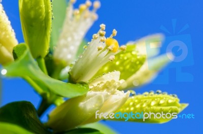 White Flowers Of Murraya Paniculata Stock Photo