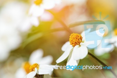 White Flowers Under Sunlight Stock Photo