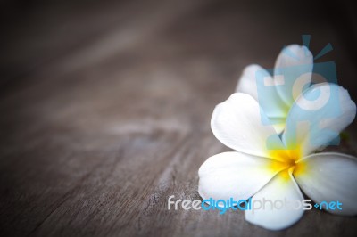 White Frangipani Flower On Wooden Background Stock Photo