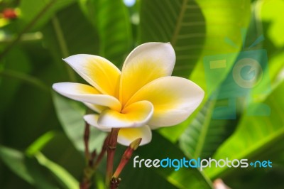 White Frangipani On Tree Stock Photo