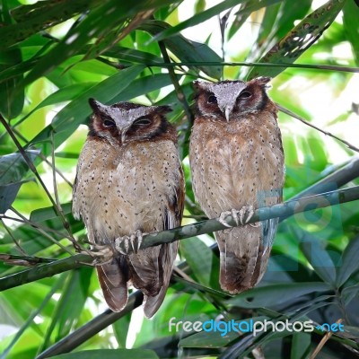 White-fronted Scops Owls Stock Photo