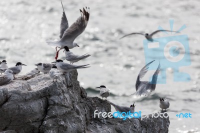 White-fronted Tern (sterna Striata) Stock Photo