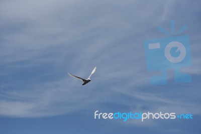 White Gannet Stock Photo