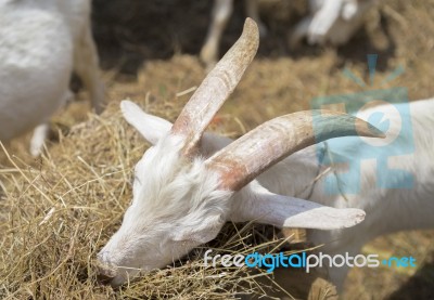 White Goat With Big Horn Eating Stock Photo