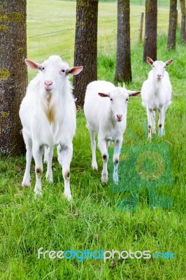 White Goats On Grass With Tree Trunks Stock Photo