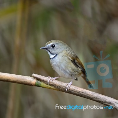 White-gorgeted Flycatcher Stock Photo