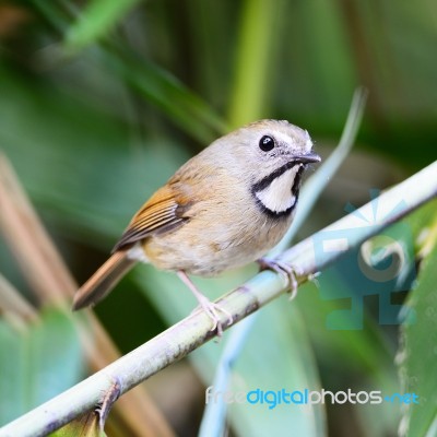 White-gorgeted Flycatcher Stock Photo