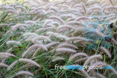 White Grass Flower Stock Photo