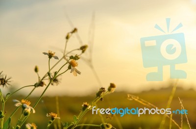 White Grass Flower And White Flower In The Garden Stock Photo