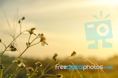 White Grass Flower And White Flower In The Garden Stock Photo